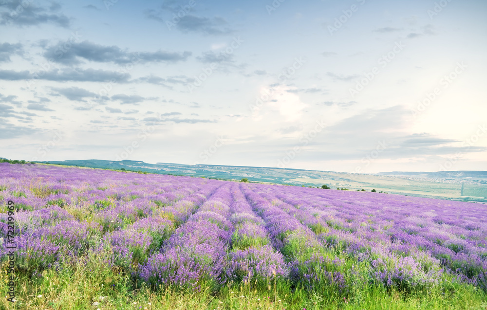 Fototapeta premium Meadow of lavender.