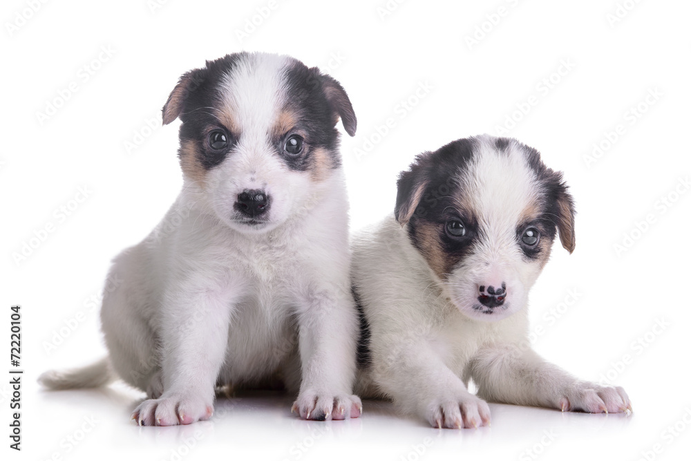 two puppies mestizo