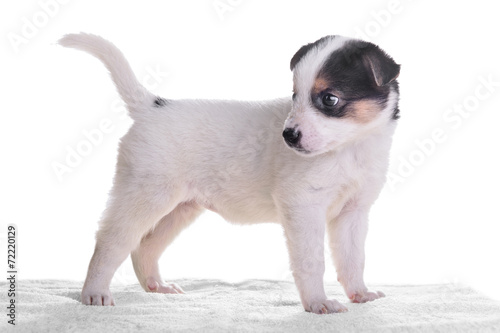 little puppy crossbreed