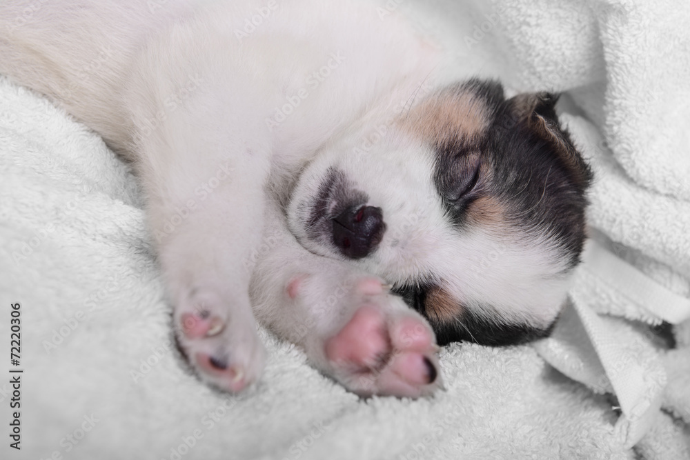 puppy on a white blanket