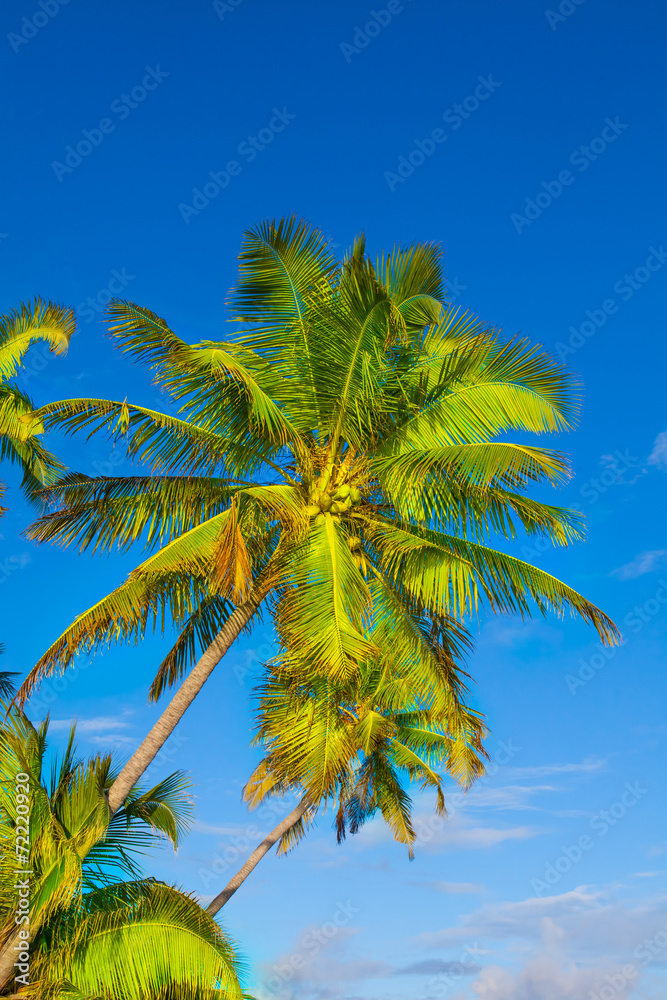 Rest in Paradise - Malediven -  Himmel, Strand und Palmen