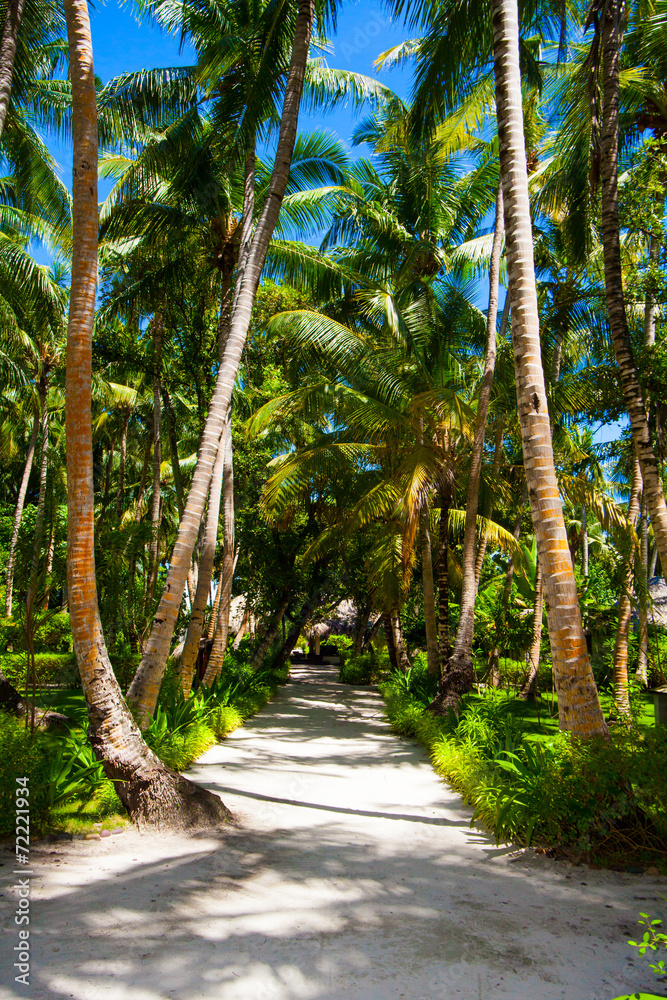 Rest in Paradise - Malediven - Grüne Palmenallee