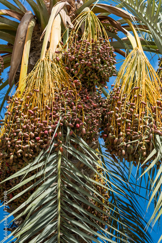 Date palm tree photo