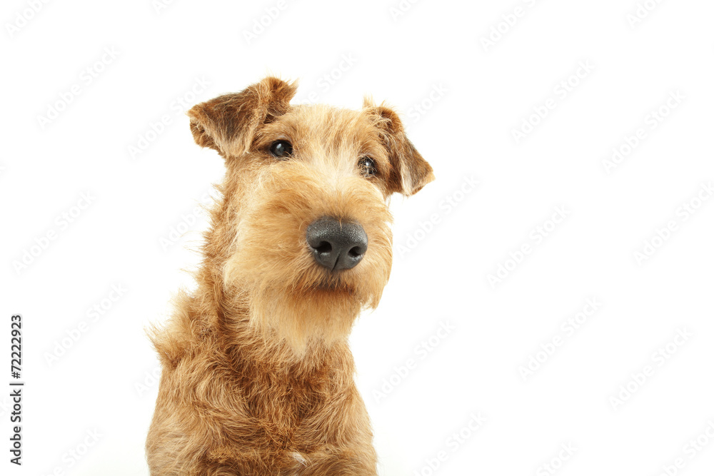 Purebred dog Irish Terrier