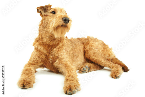 Canvas-taulu Purebred dog Irish Terrier