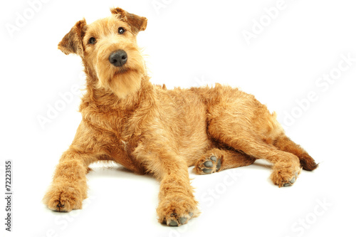 Fotografie Purebred dog Irish Terrier