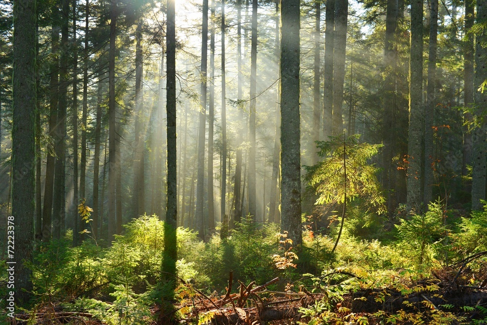 Fototapeta premium forest