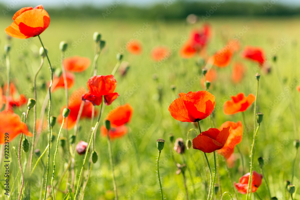 Fototapeta premium lato kwitnące pole maku