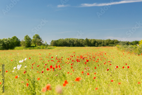summer blooming poppy field