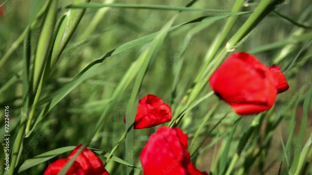 Blossoming scarlet poppies wave on a wind Blossoming scarlet poppies wave on a wind