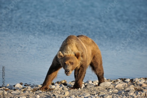 Fotografija formidable bear on a background of lake