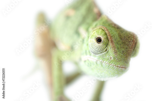 Beautiful baby chameleon as exotic pet, narrow focus on eyes photo