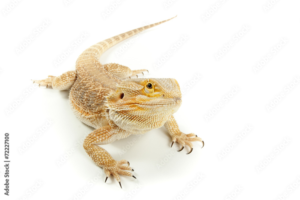 Obraz premium Pet lizard Bearded Dragon isolated on white, narrow focus
