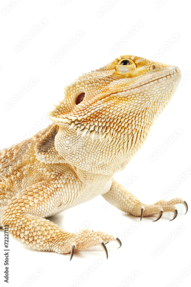 Fototapeta premium Pet lizard Bearded Dragon isolated on white, narrow focus