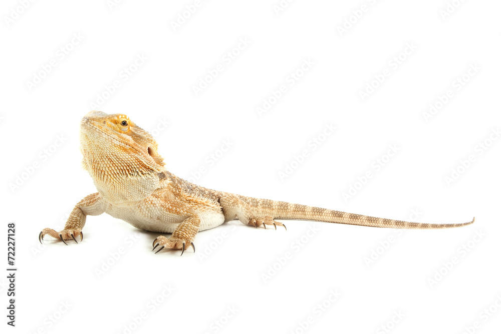 Naklejka premium Pet lizard Bearded Dragon isolated on white, narrow focus