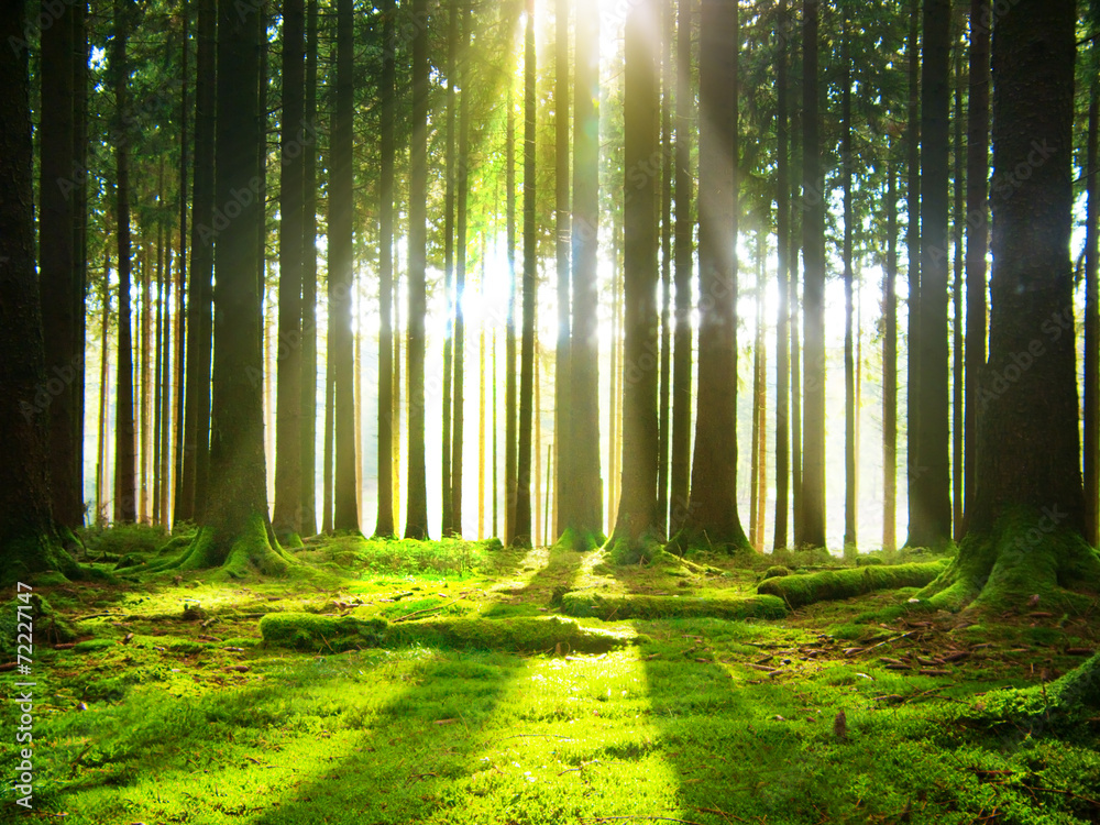 Obraz premium Summer in the forest.