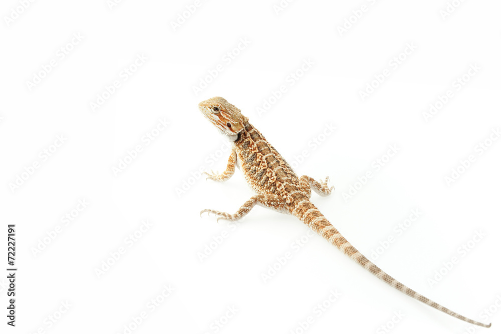 Naklejka premium Pet lizard Bearded Dragon isolated on white, narrow focus