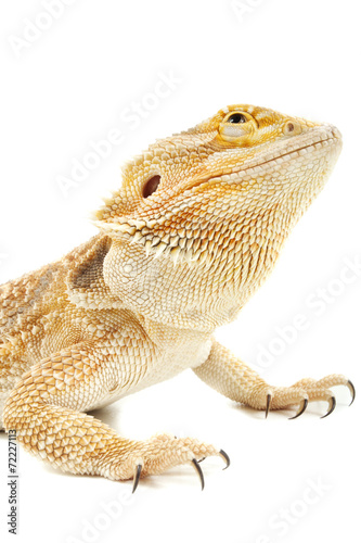 Pet lizard Bearded Dragon isolated on white  narrow focus