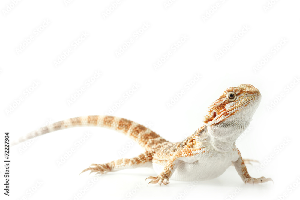 Naklejka premium Pet lizard Bearded Dragon isolated on white, narrow focus