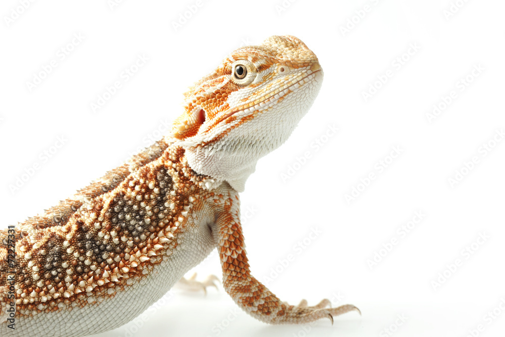 Naklejka premium Pet lizard Bearded Dragon na białym, wąskim fokusie