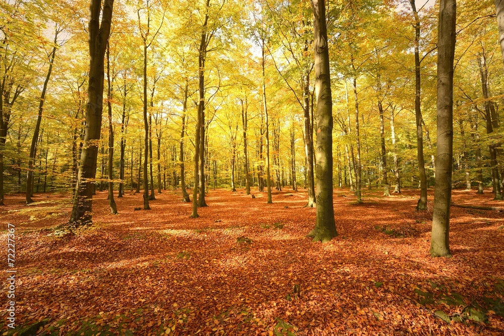 Obraz premium forest