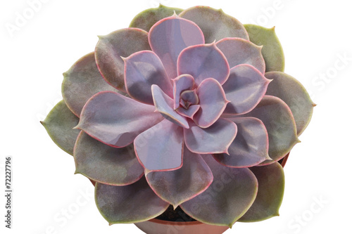 echeveria mix closeup