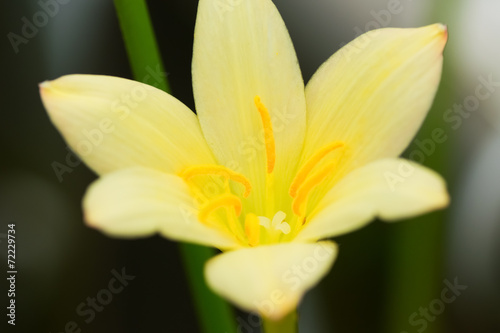 Zephyranthes lily, rain lily,fairy lily, little witches