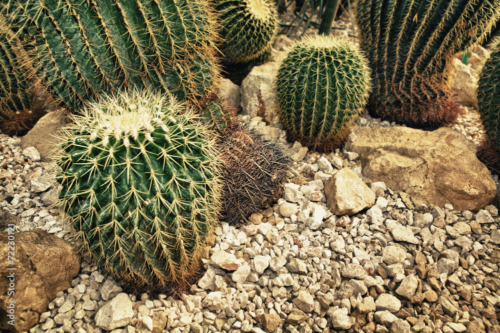 view of a cactus view of a cactus