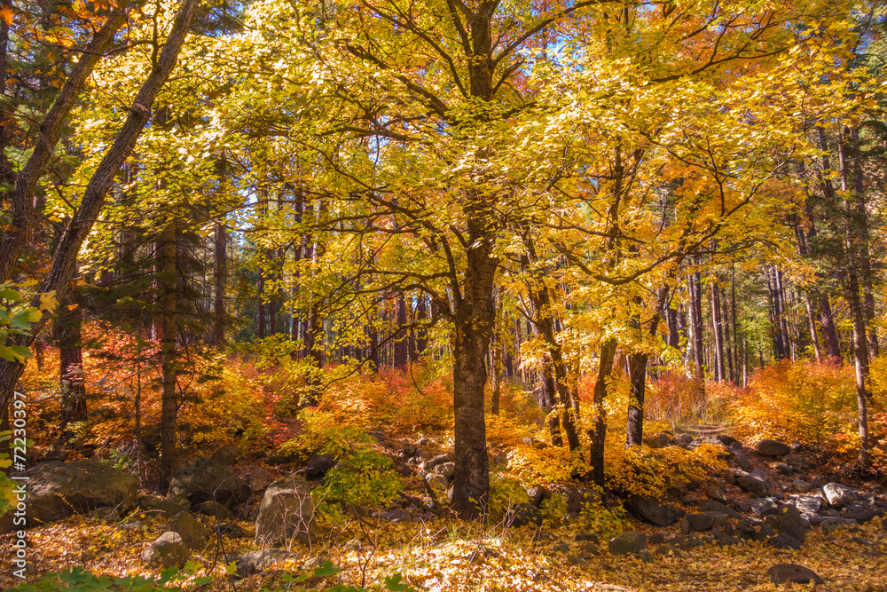 The Breathtaking Beauty and Serenity of Sedona Arizona
