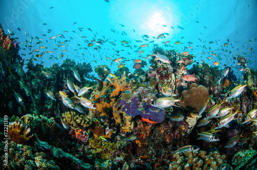 Various coral fishes, Gili Lombok Nusa Tenggara Barat underwater photo