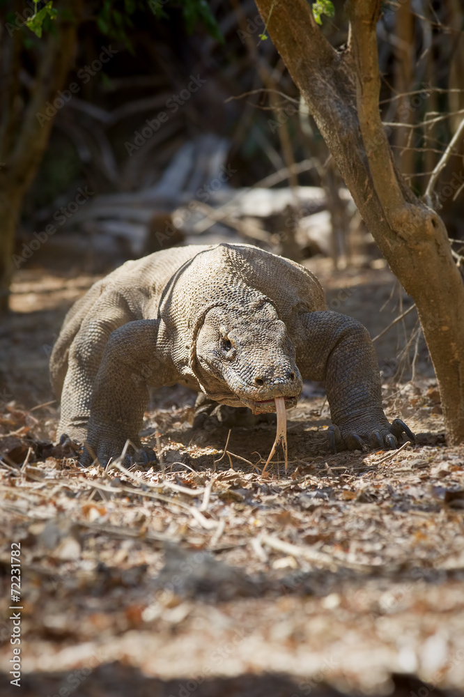 Obraz premium Komodo Dragon