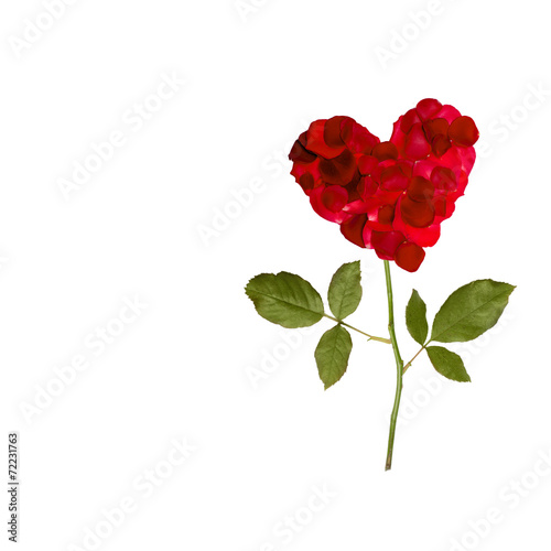 rose heart