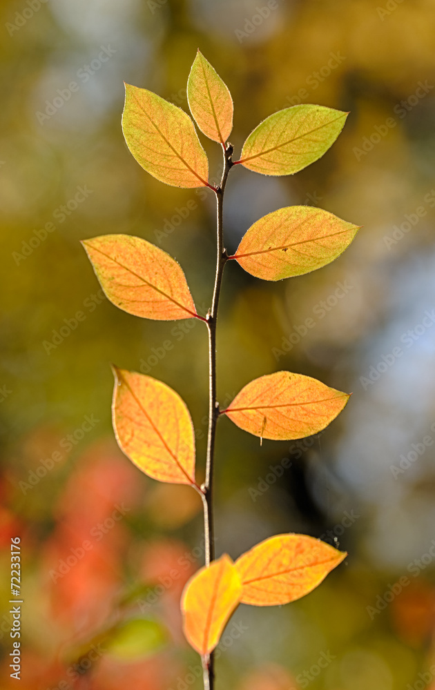 autumn branch close up autumn branch close up