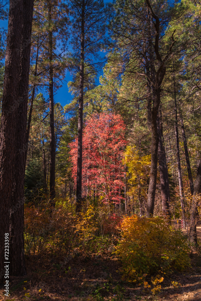 The Breathtaking Beauty and Serenity of Sedona Arizona