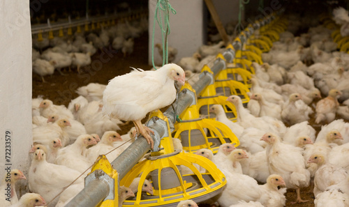 Obraz na płótnie Chicken . Poultry farm