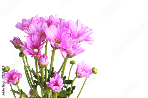 pink chrysanthemum - Stock Image © singkamc