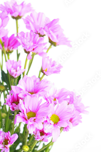 pink chrysanthemum - Stock Image © singkamc