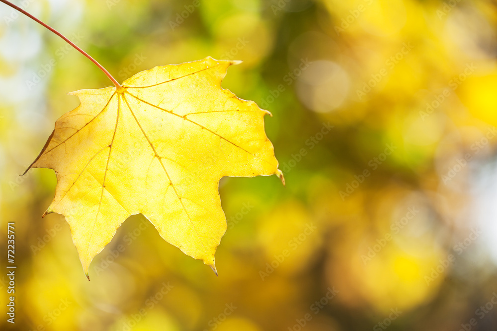 Obraz premium Yellow maple leaf.