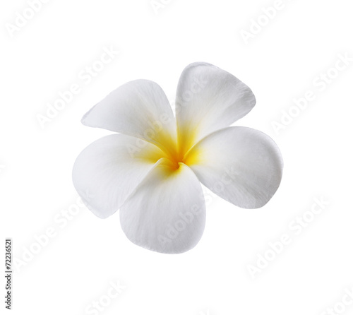 Tropical flowers frangipani (plumeria) isolated on white backgro