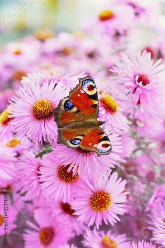 pink chrysanthemum with beautiful european peacock butterfly