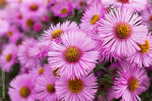 Tableau sur toile autumn pink chrysanthemum or aster flowers meadow
