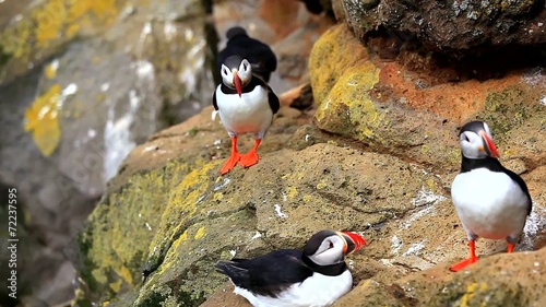 Puffins in Iceland