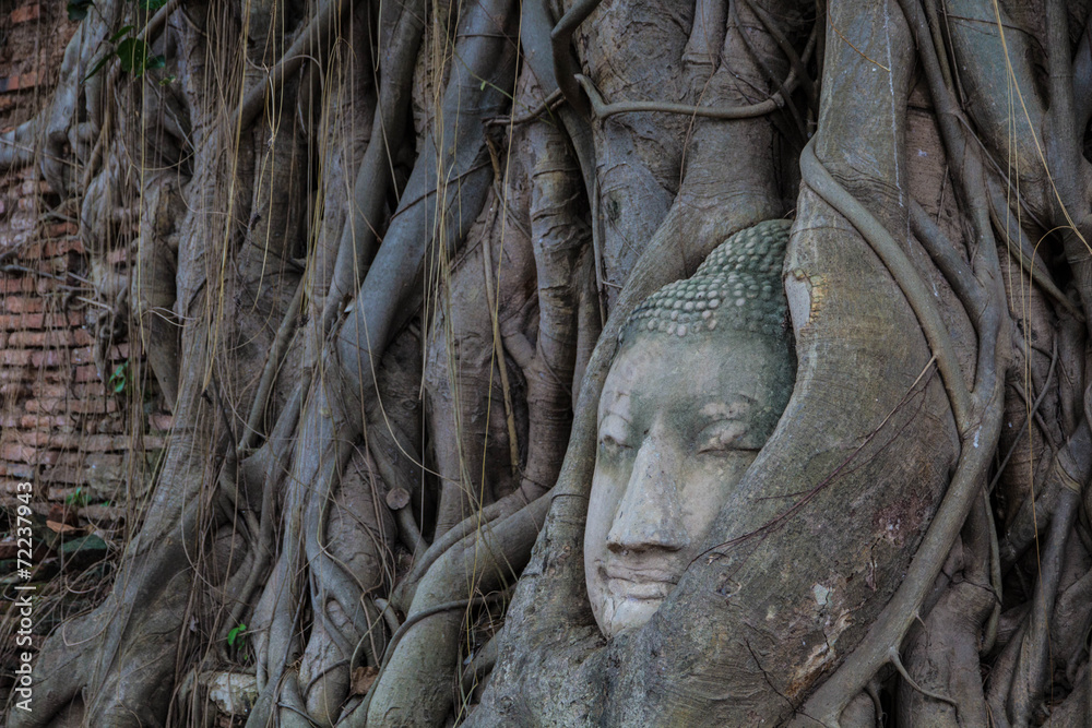 Buddha head Buddha head