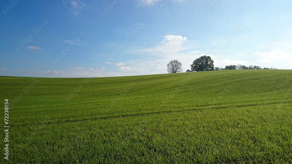Fototapeta premium Grüne wiese Bäume