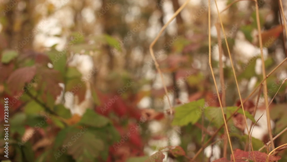 Yellow Autumn wood and blackberry. Dolly shot in windy day Yellow Autumn wood and blackberry. Dolly shot in windy day