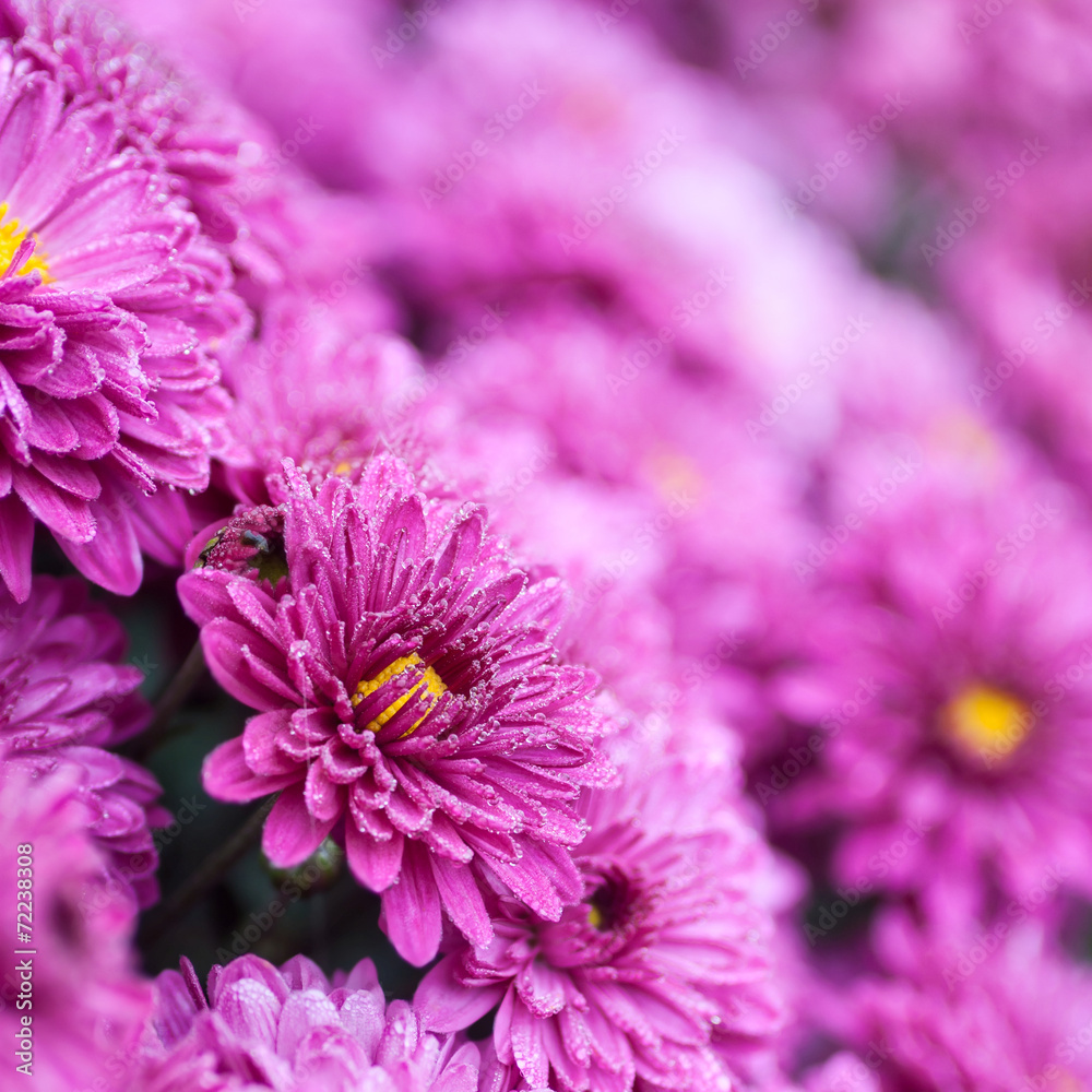 Obraz premium flowers purple