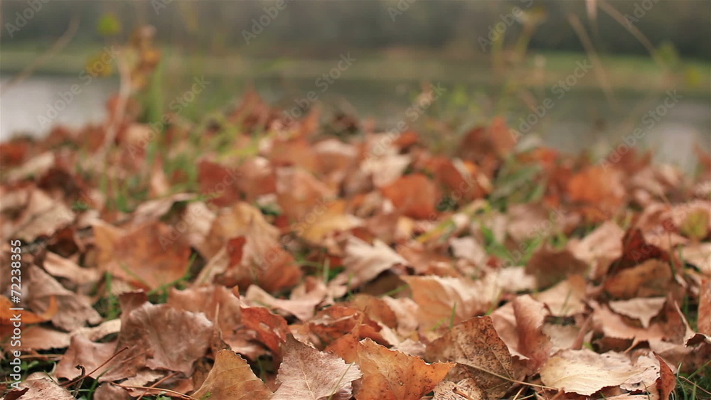 Red fallen autumn leaves and river. Dolly shot in windy day Red fallen autumn leaves and river. Dolly shot in windy day