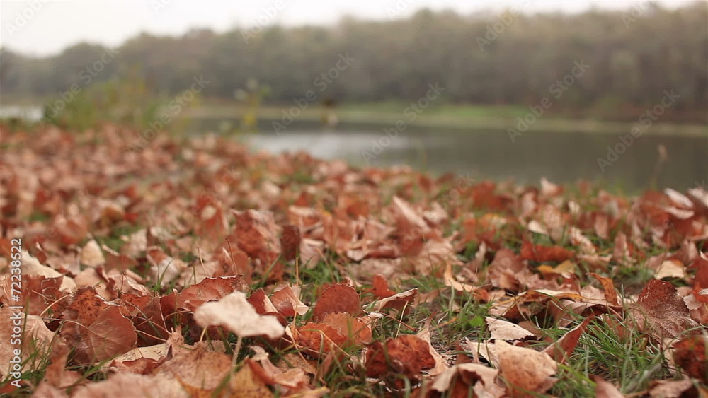 Autumn motives with leaves and river. Dolly shot Autumn motives with leaves and river. Dolly shot