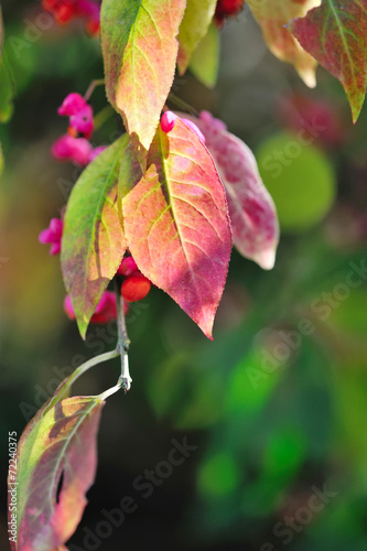 Beautiful autumn background is with the sprig of spindle tree