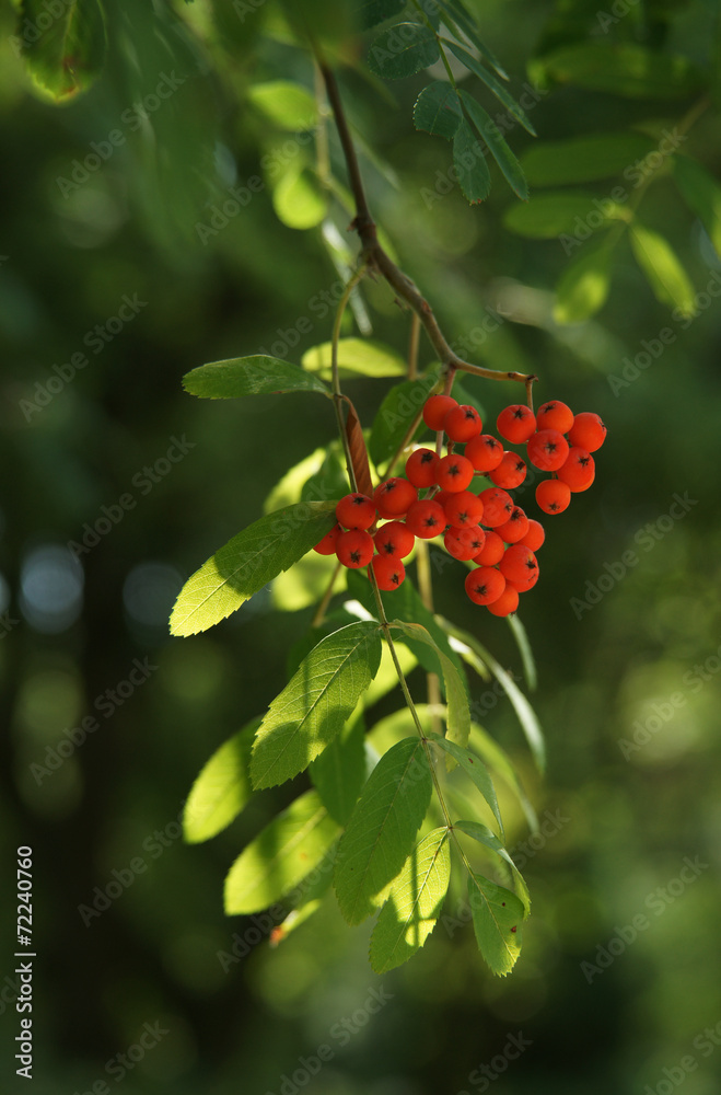 Branch of wild ash Branch of wild ash